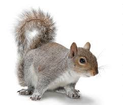 a squirel